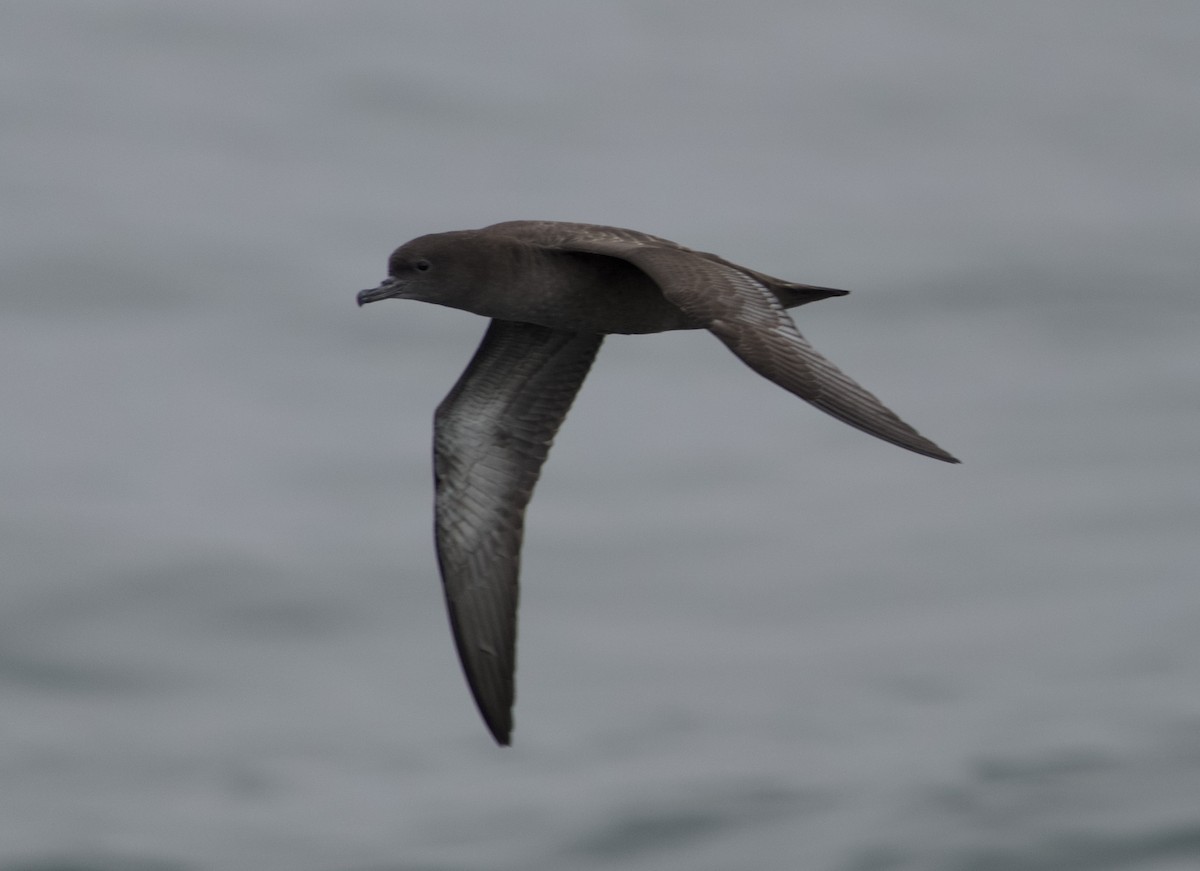 Sooty Shearwater - ML641768040