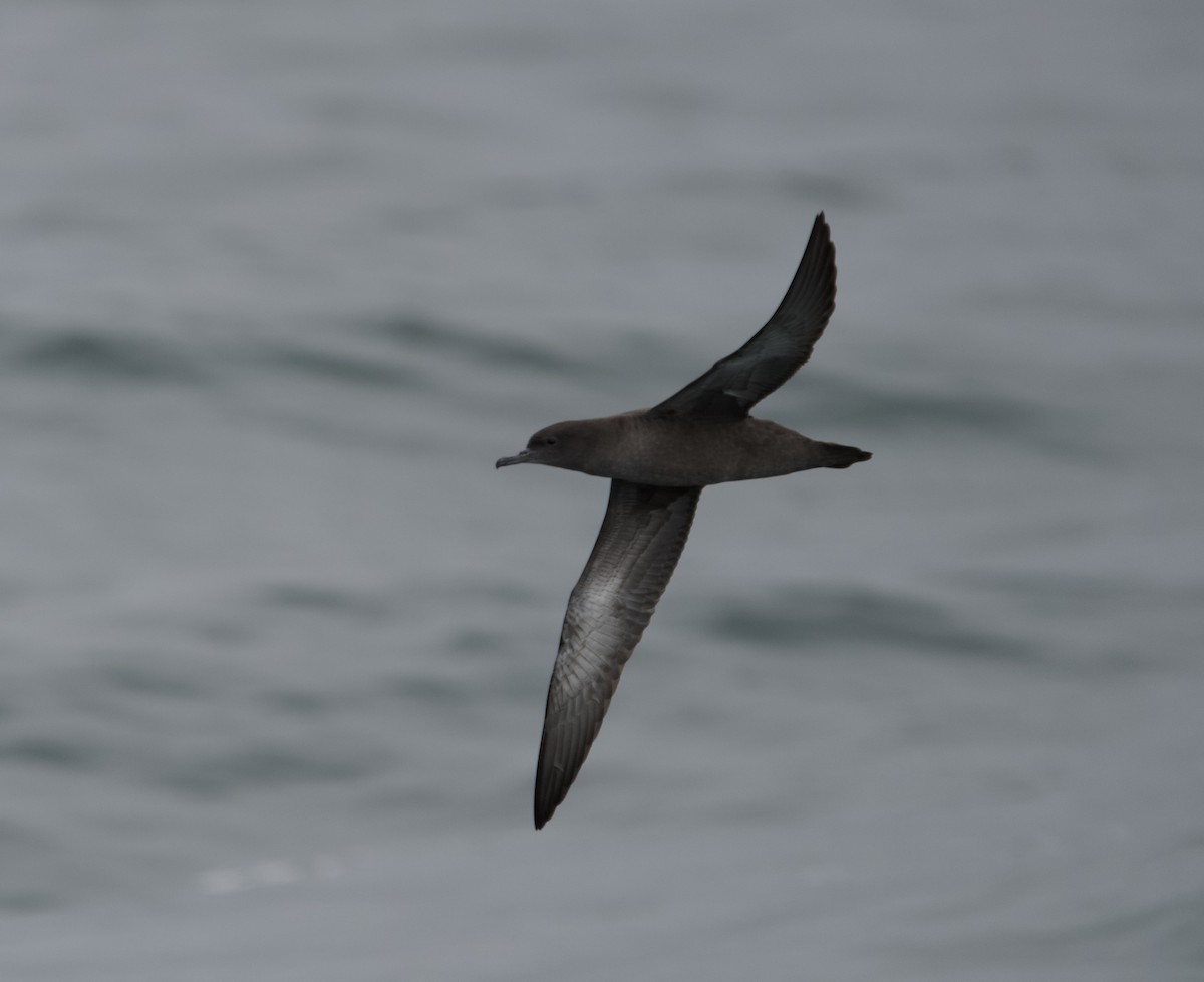 Sooty Shearwater - ML641768042