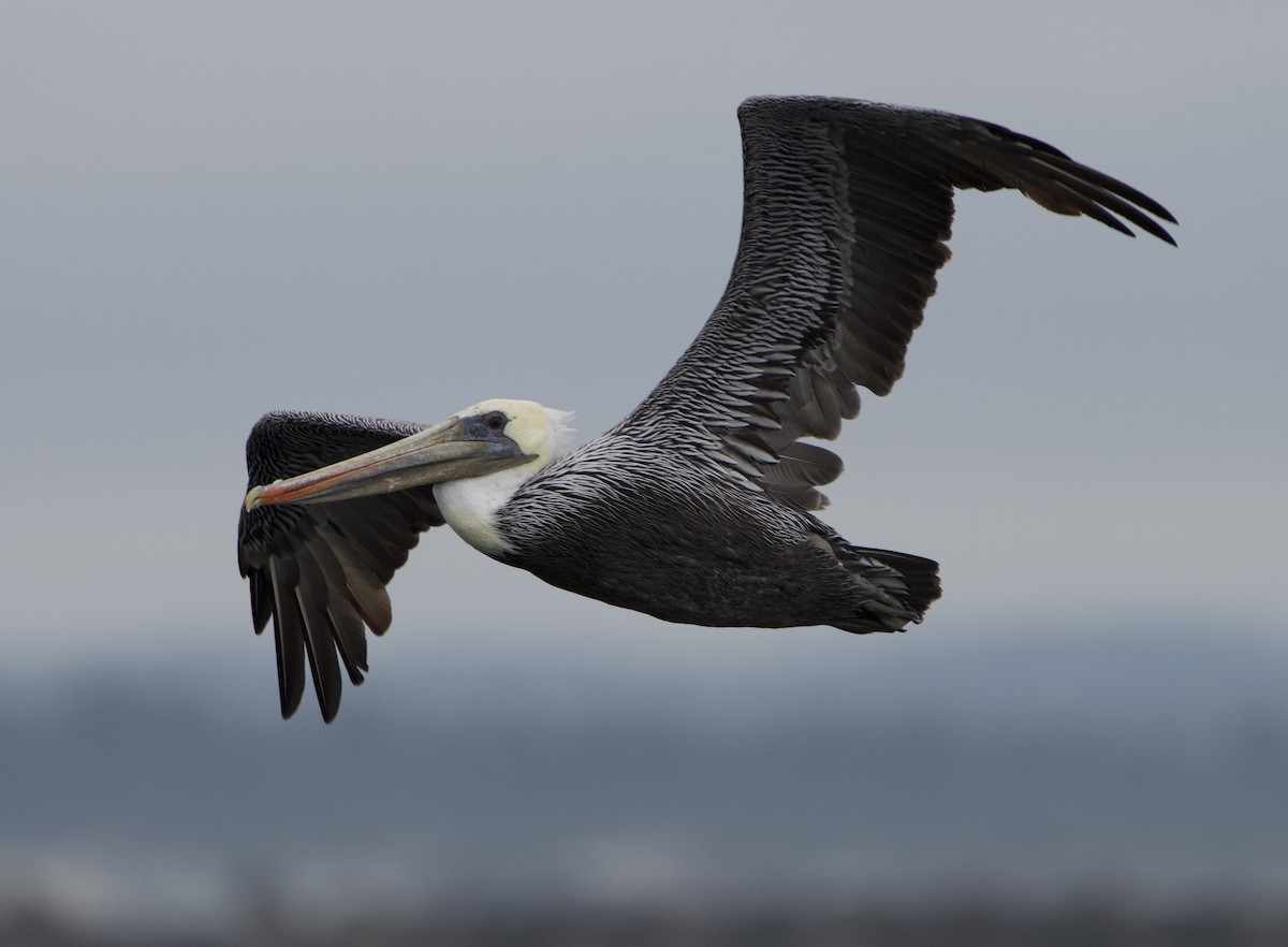 Brown Pelican - ML641768043