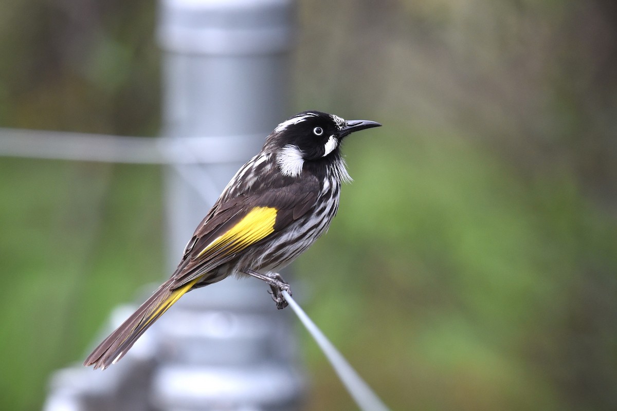 New Holland Honeyeater - ML641768054