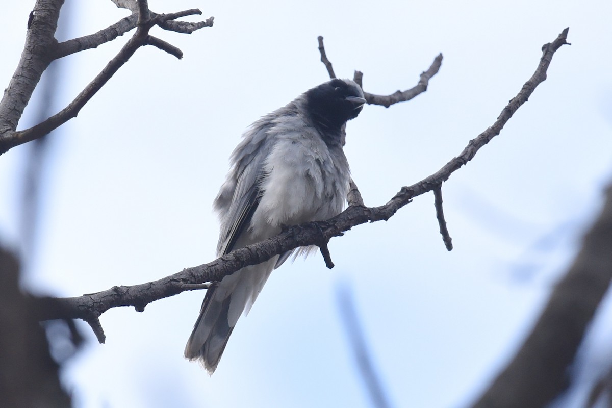 Black-faced Cuckooshrike - ML641768062