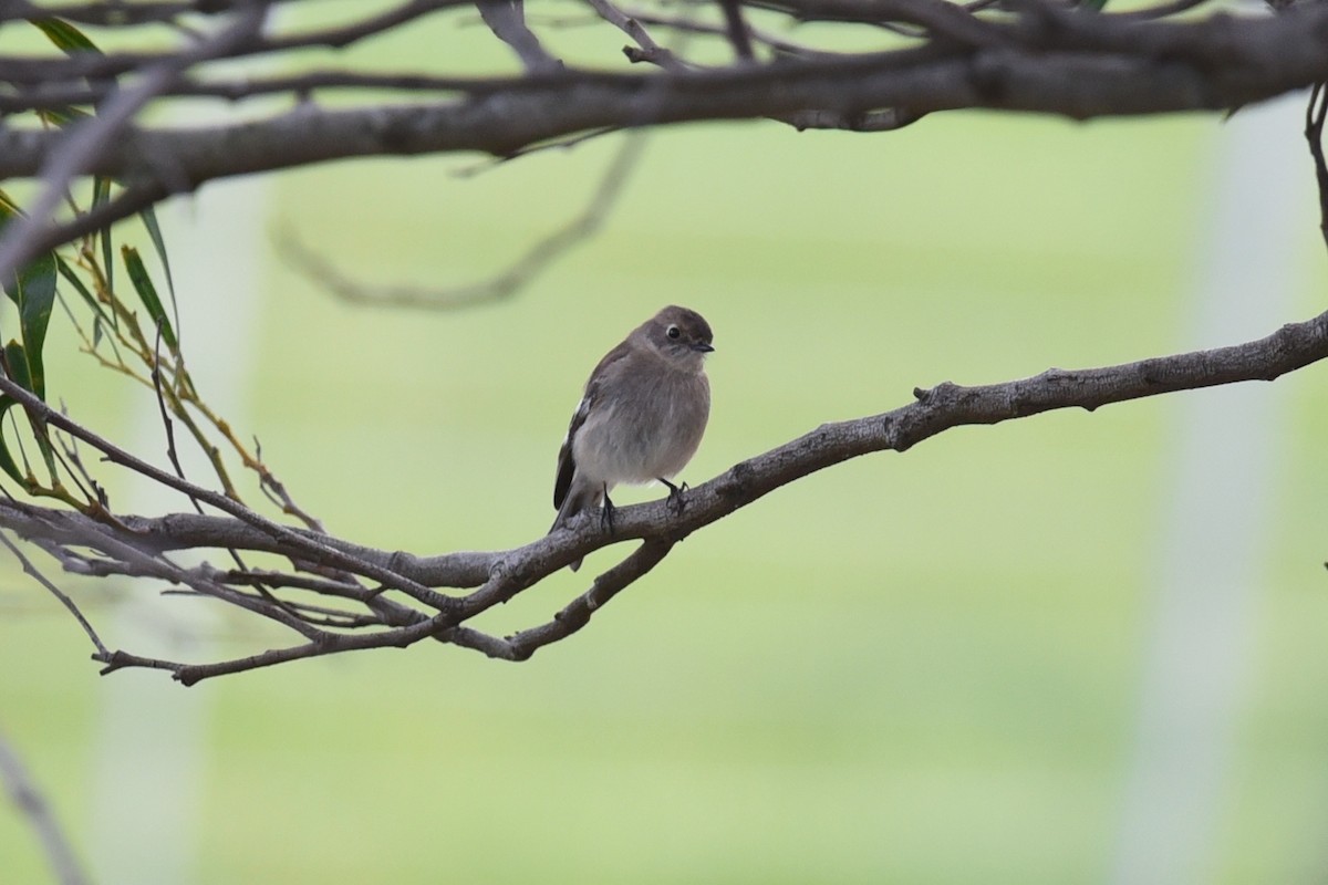 Flame Robin - ML641768063