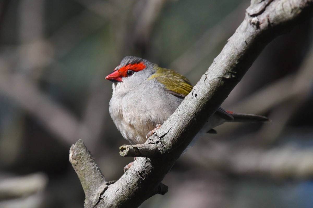 Red-browed Firetail - ML641768079