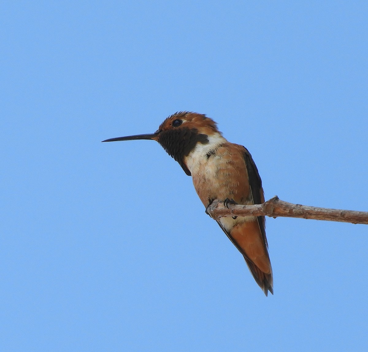 Allen's Hummingbird - ML641768091