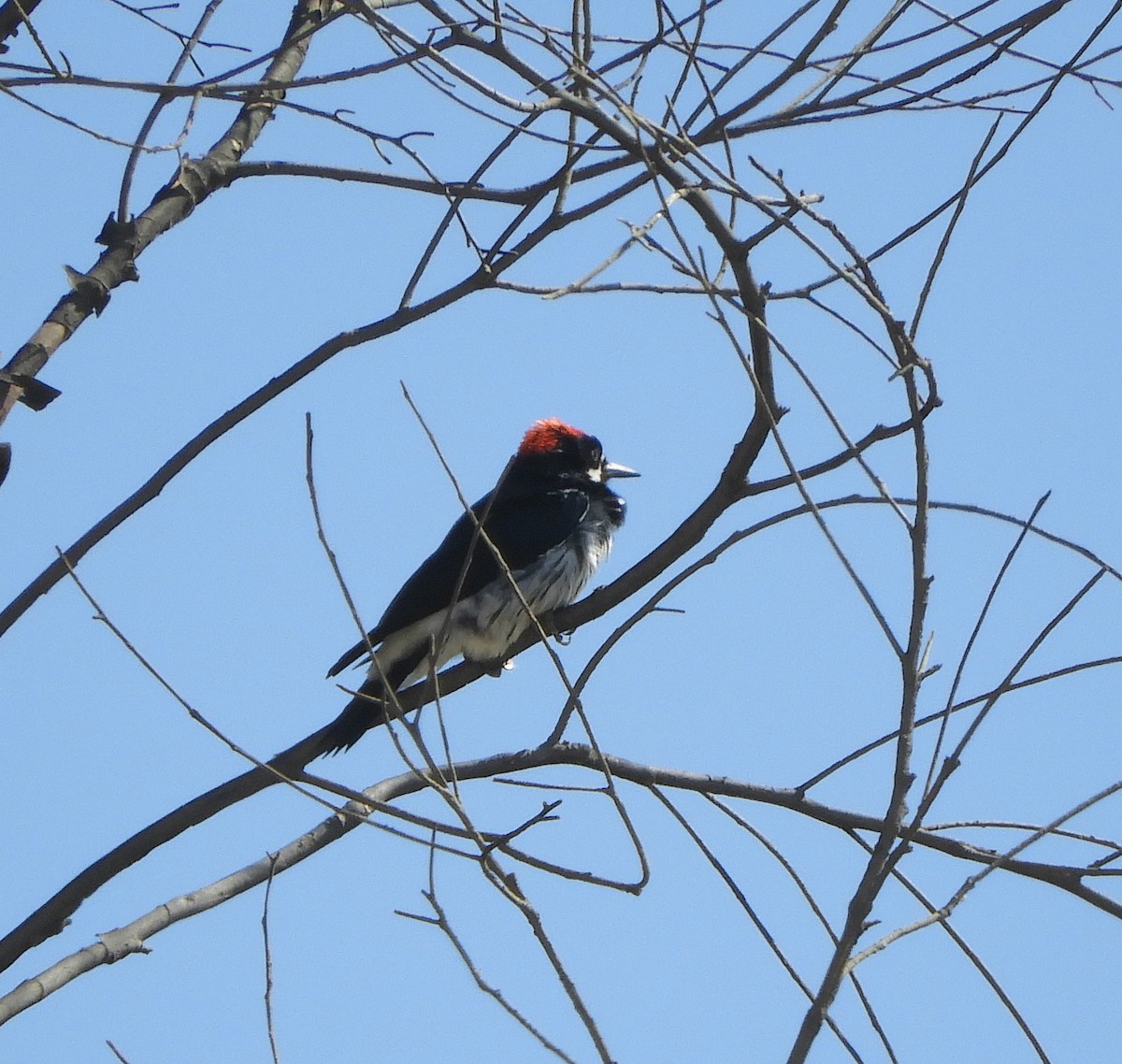 Acorn Woodpecker - ML641768098