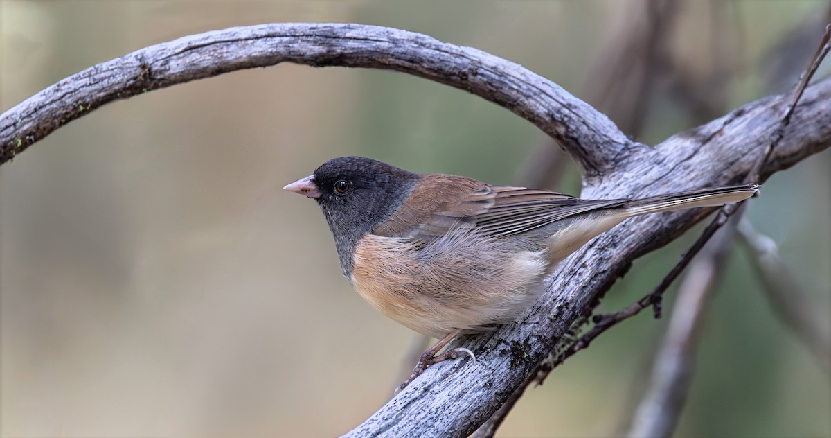 Dark-eyed Junco - ML641768115