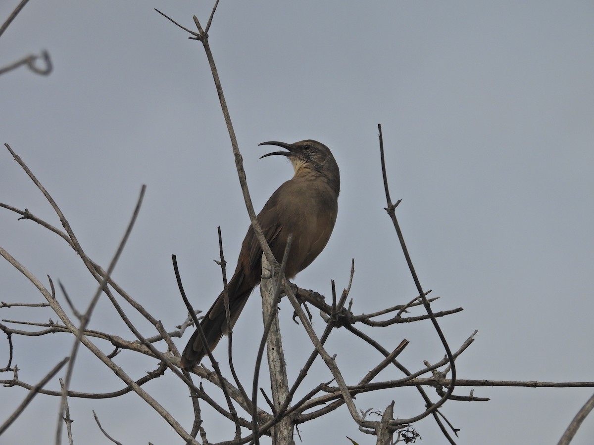 California Thrasher - ML641768118