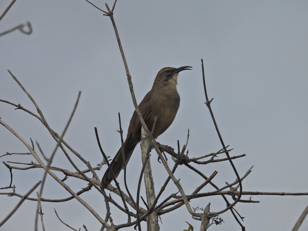 California Thrasher - ML641768119