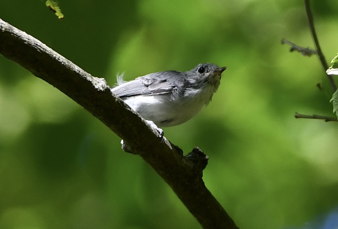 Blue-gray Gnatcatcher - ML641768170