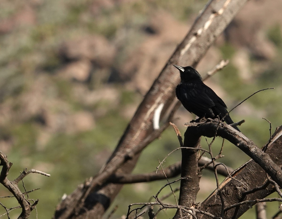 Austral Blackbird - ML641768173