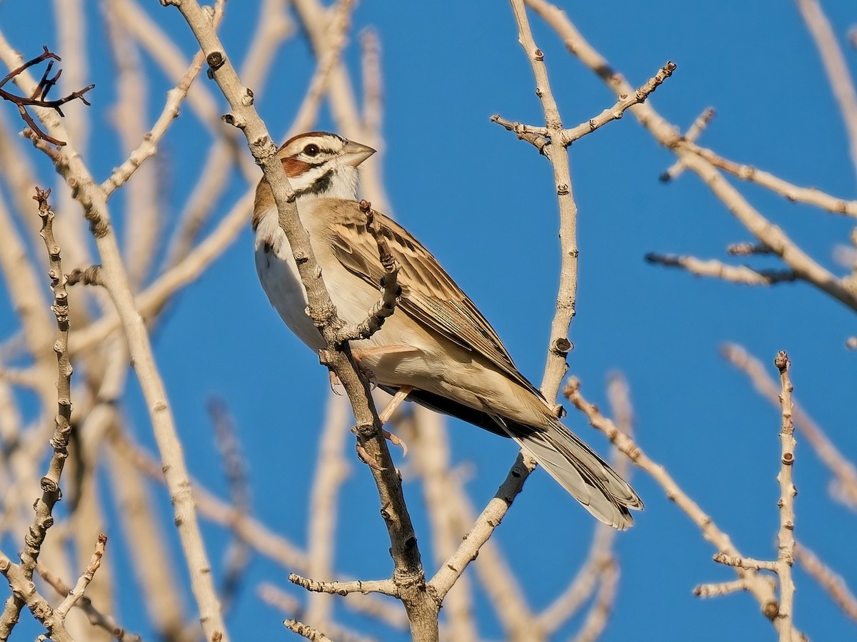 Lark Sparrow - ML641768185