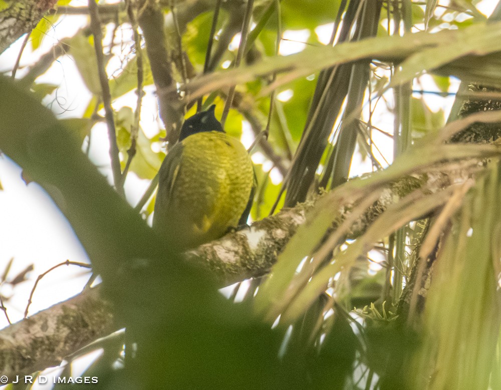 Black-headed Berryeater - ML641768203