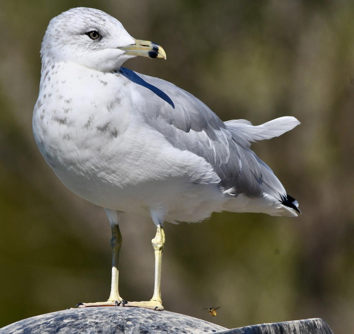 Ring-billed Gull - ML641768266