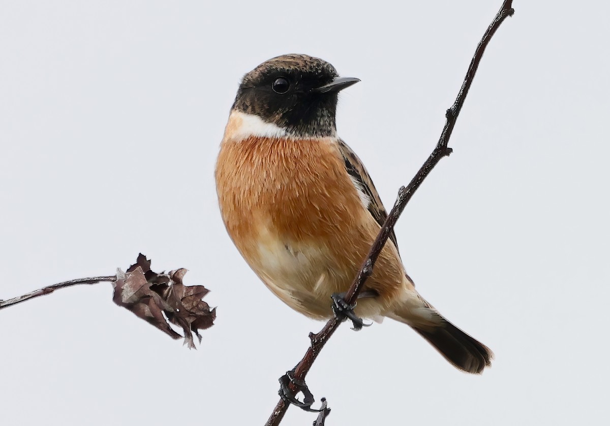 European Stonechat - ML641768283