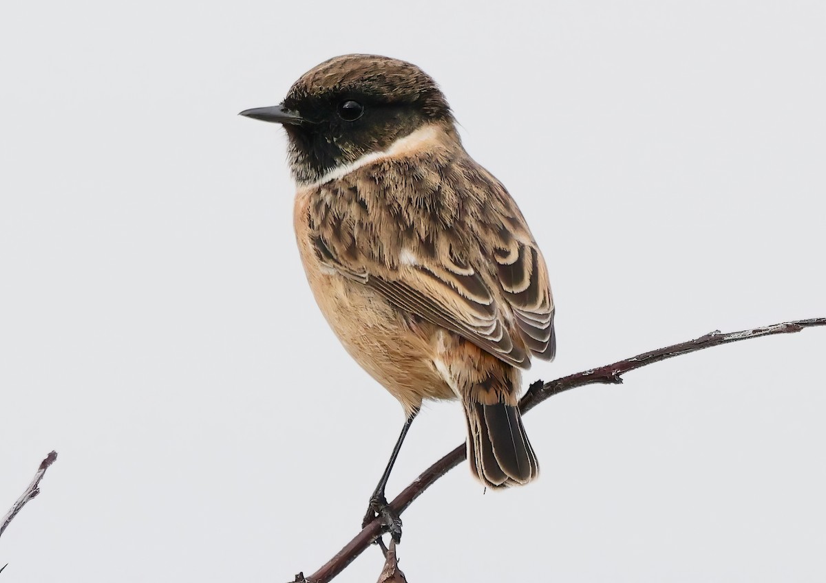 European Stonechat - ML641768288