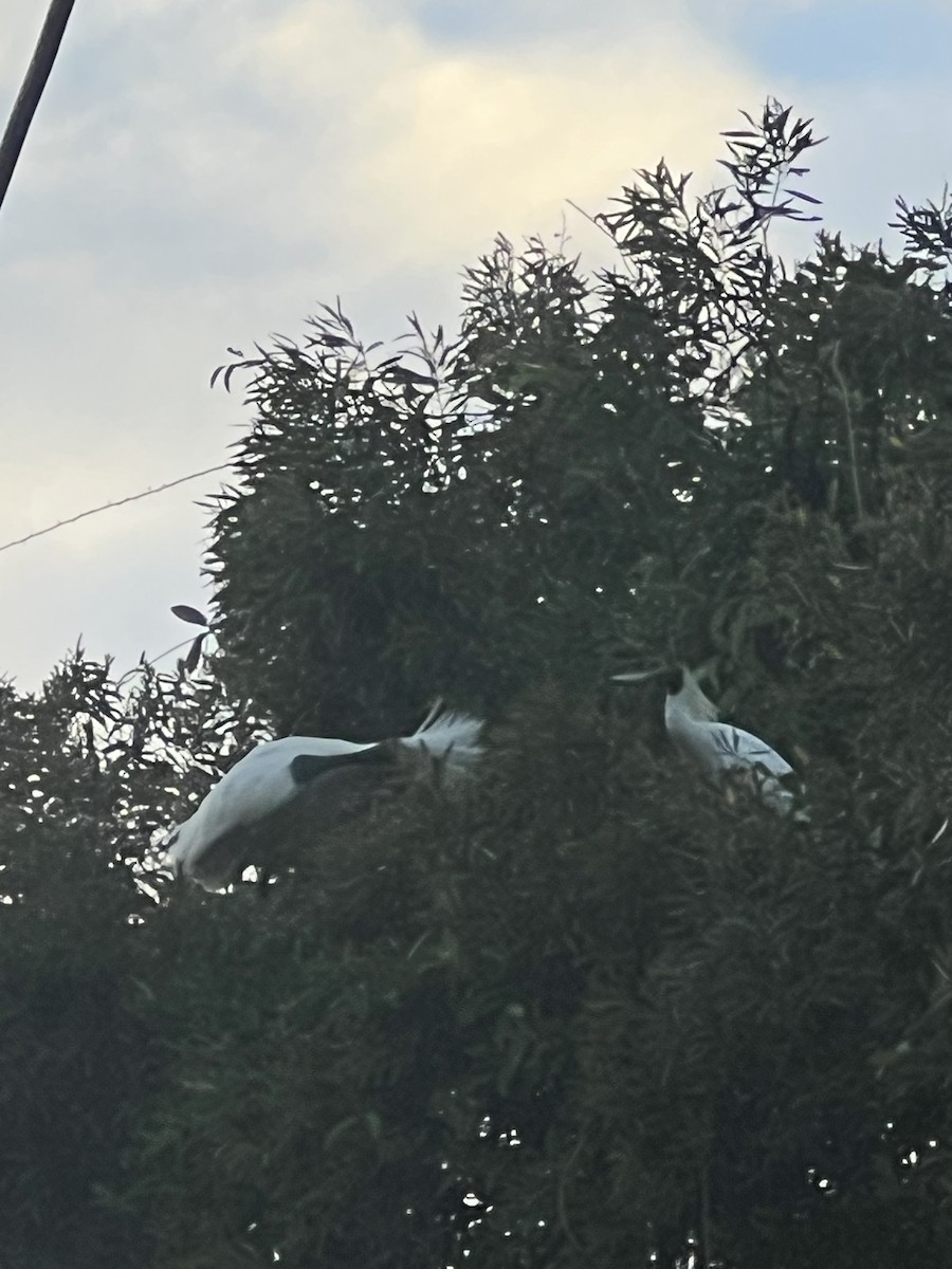 Royal Spoonbill - ML641768345