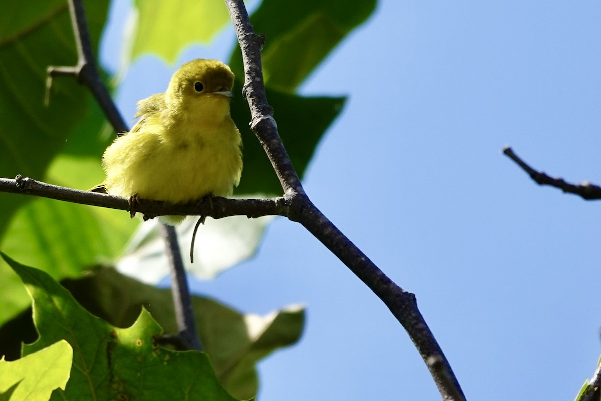 Goldwaldsänger - ML641768354