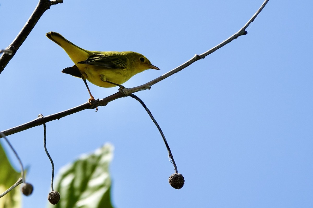 Goldwaldsänger - ML641768355