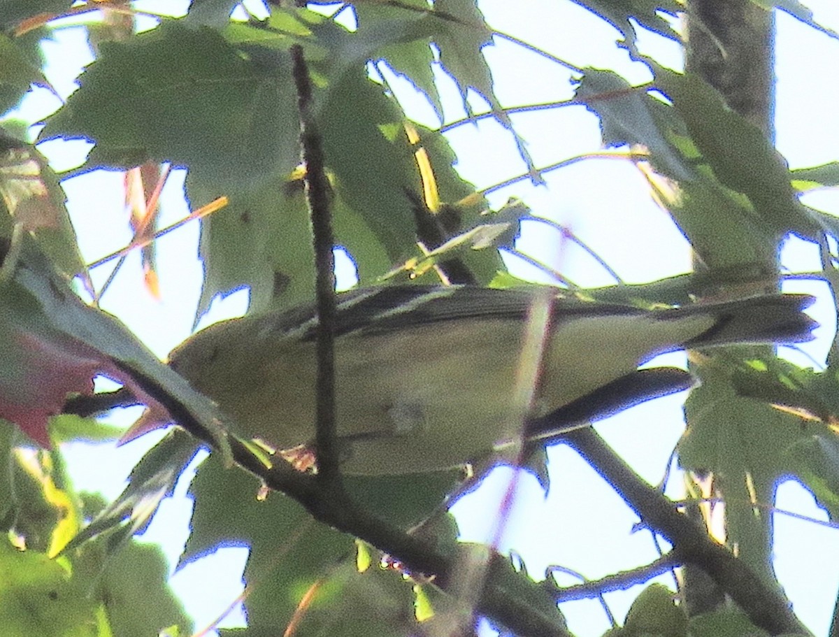 Bay-breasted/Blackpoll Warbler - ML641768370