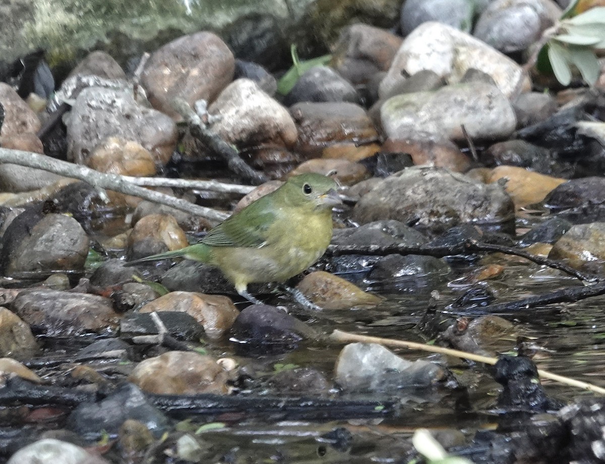 Painted Bunting - ML641768420