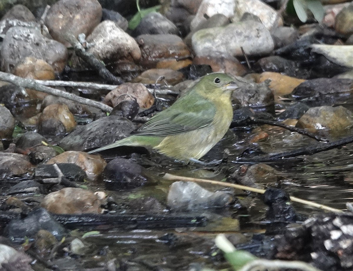 Painted Bunting - ML641768421