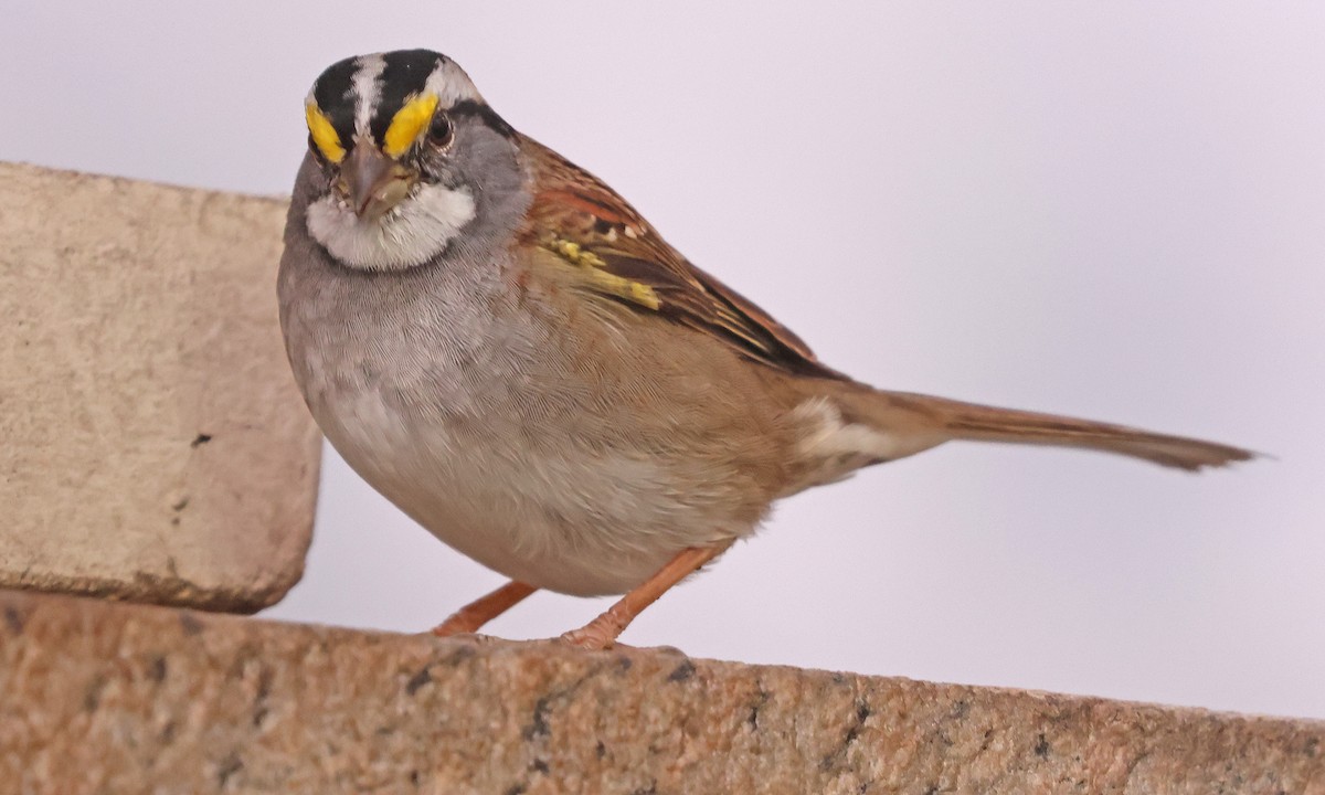 White-throated Sparrow - ML641768422