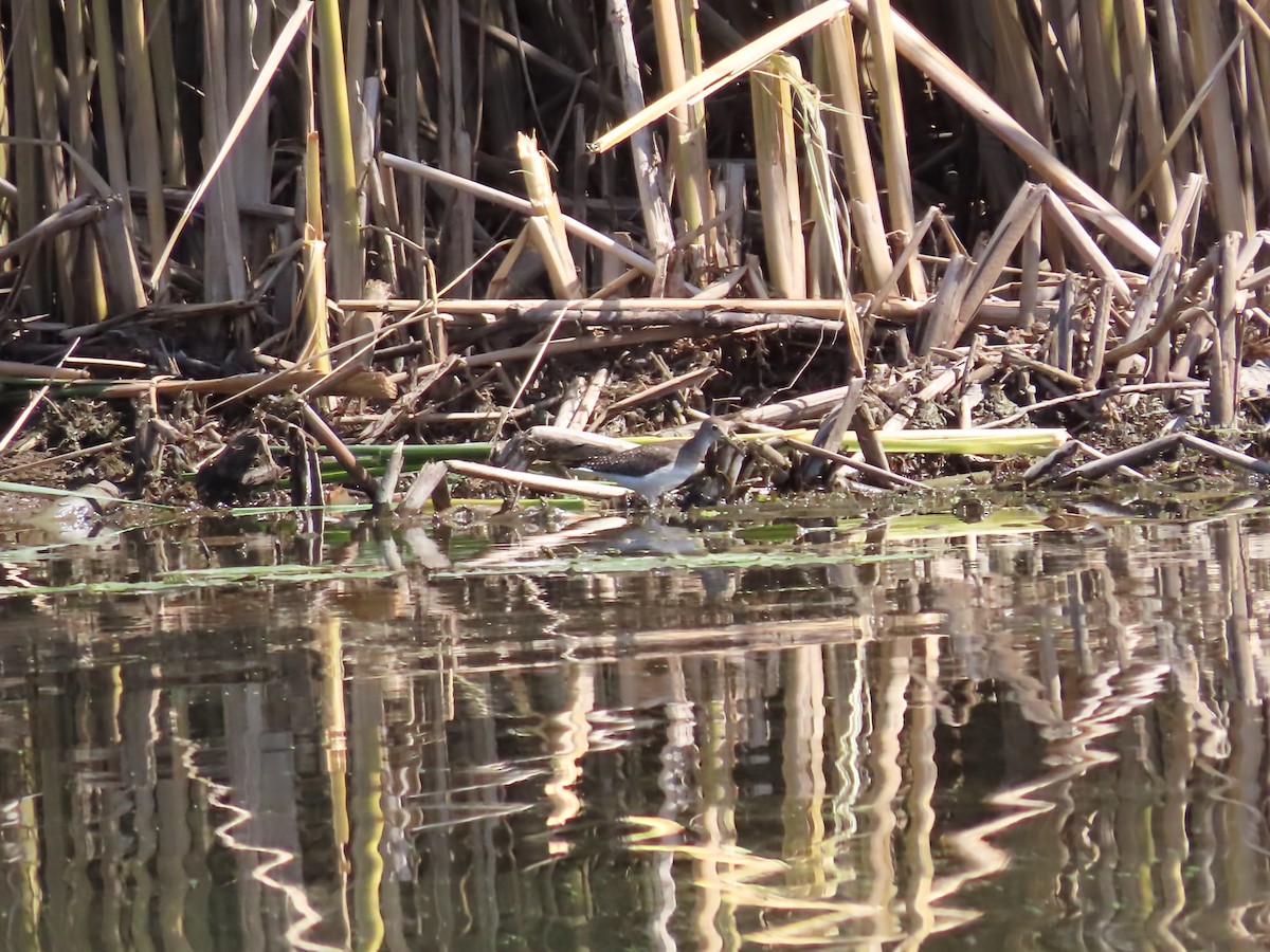 Solitary Sandpiper - ML641768436