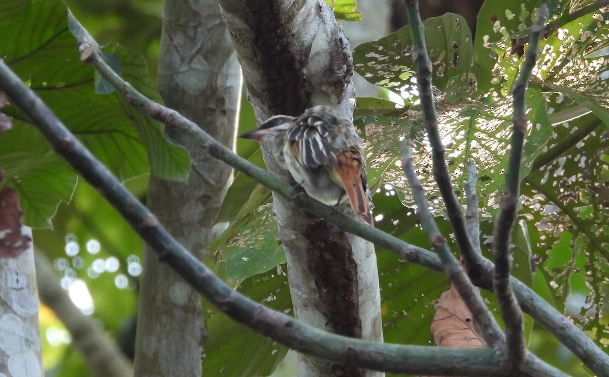 Streaked Flycatcher - ML641768443