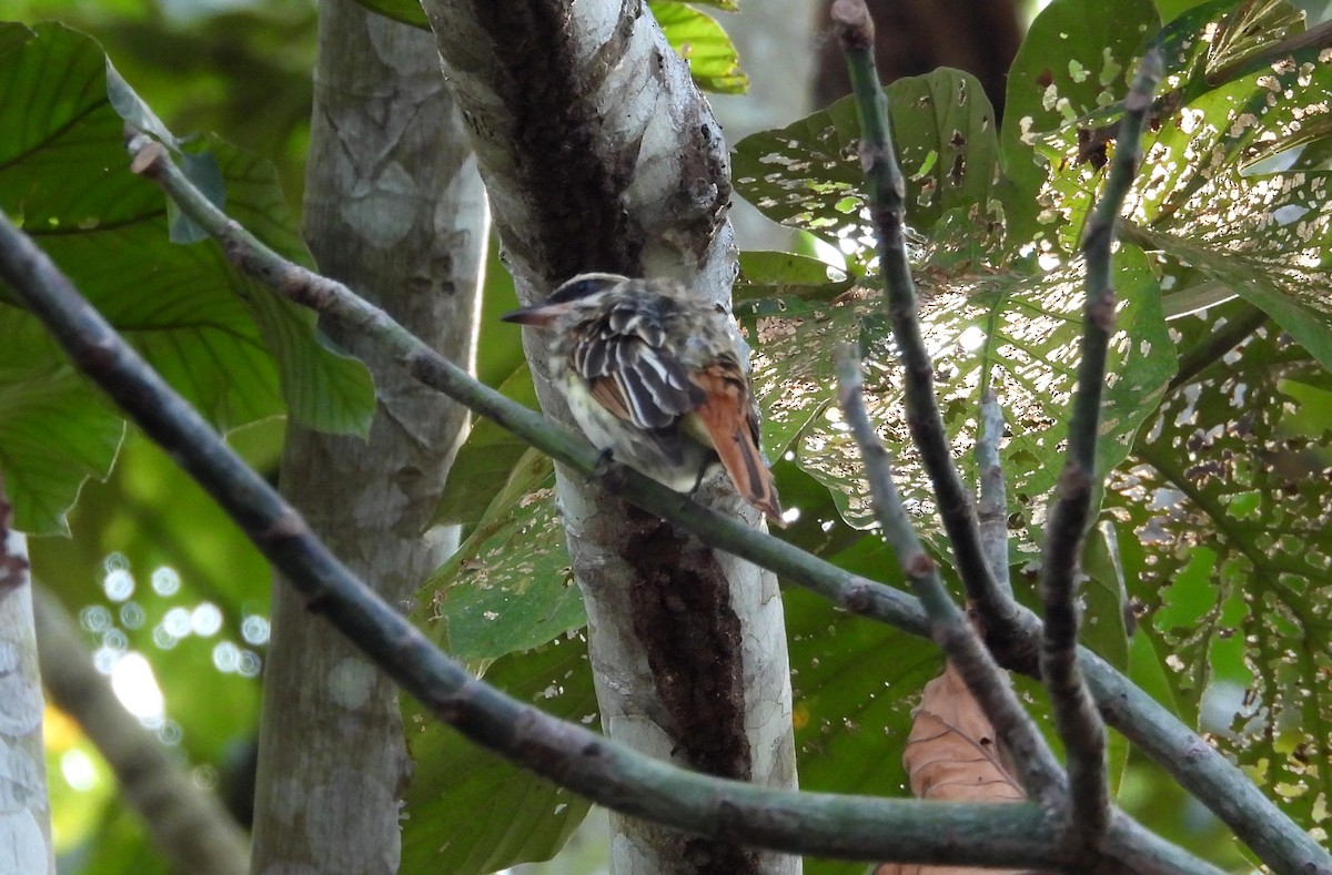 Streaked Flycatcher - ML641768445