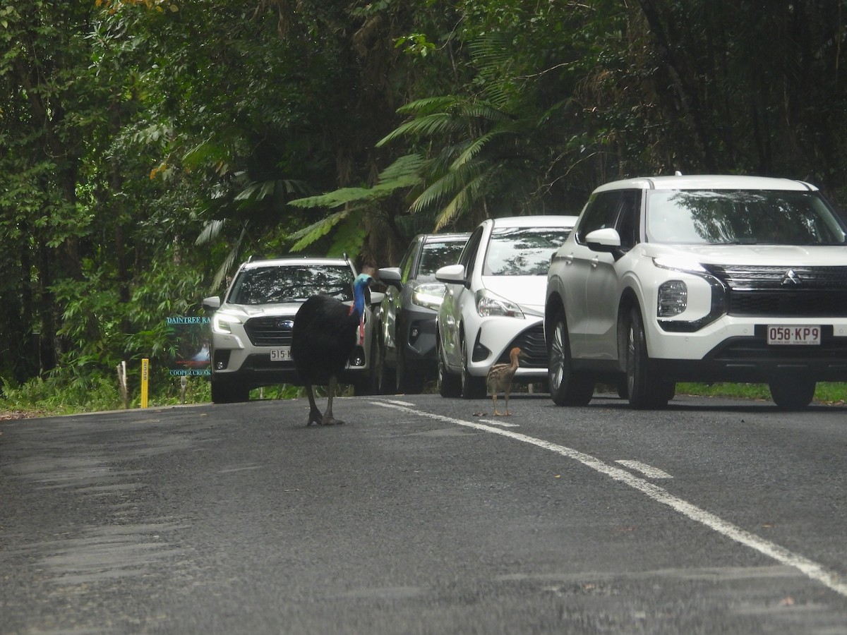 Southern Cassowary - ML641768465