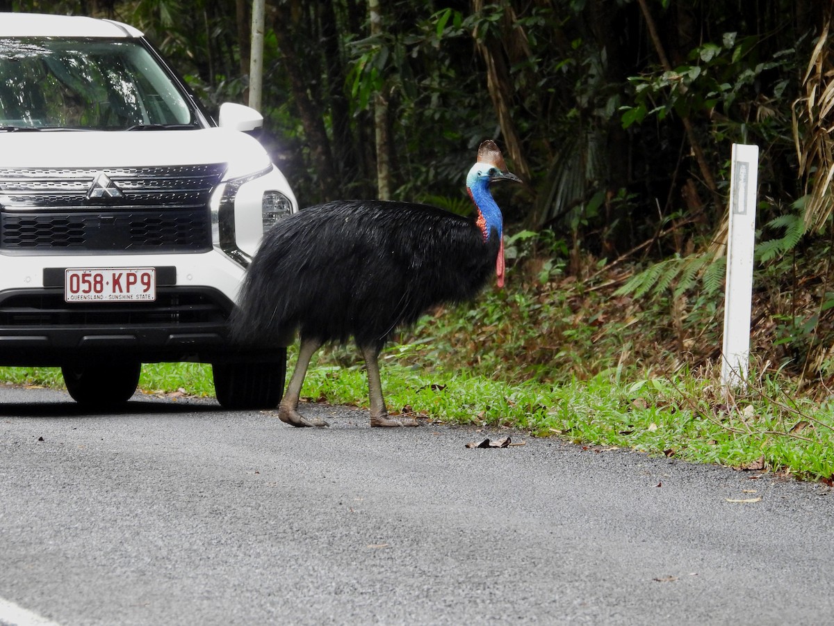 Southern Cassowary - ML641768466