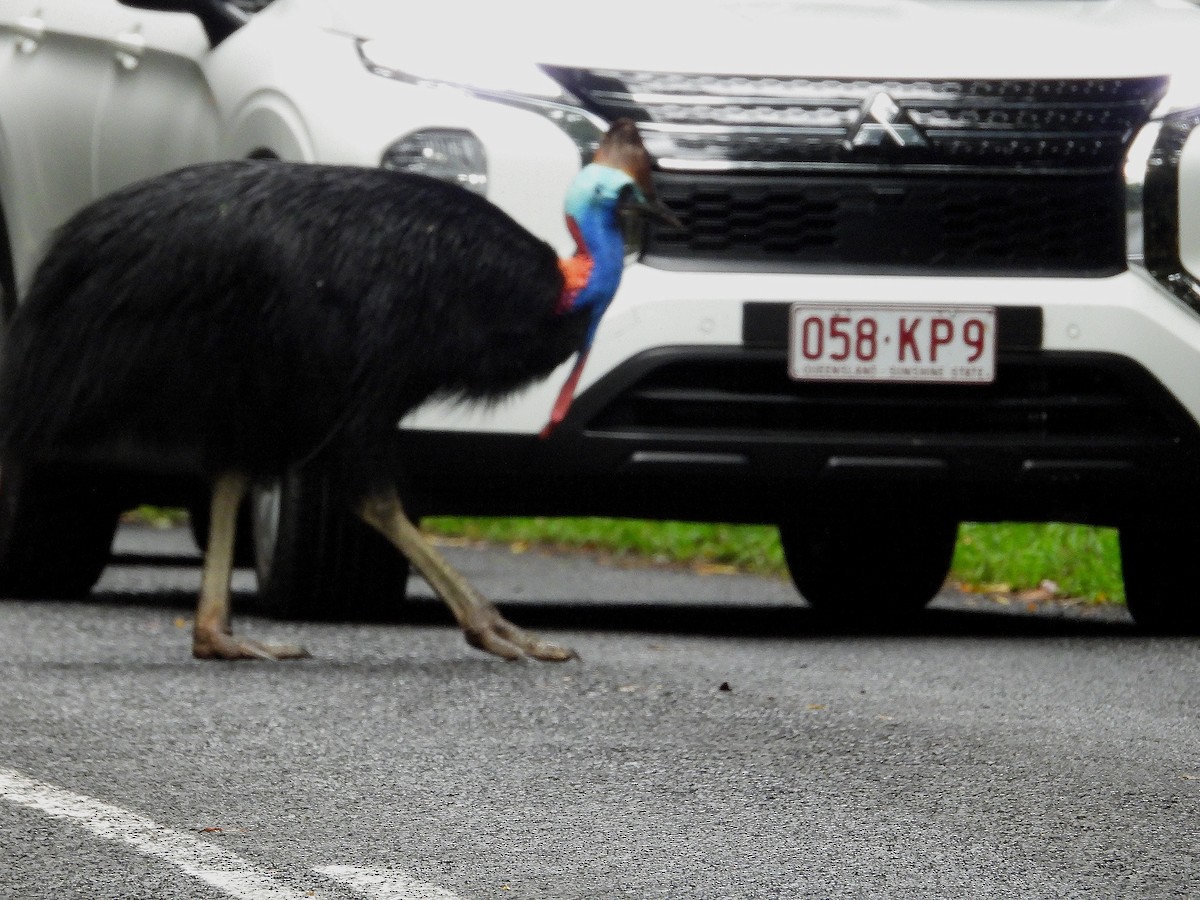 Southern Cassowary - ML641768468