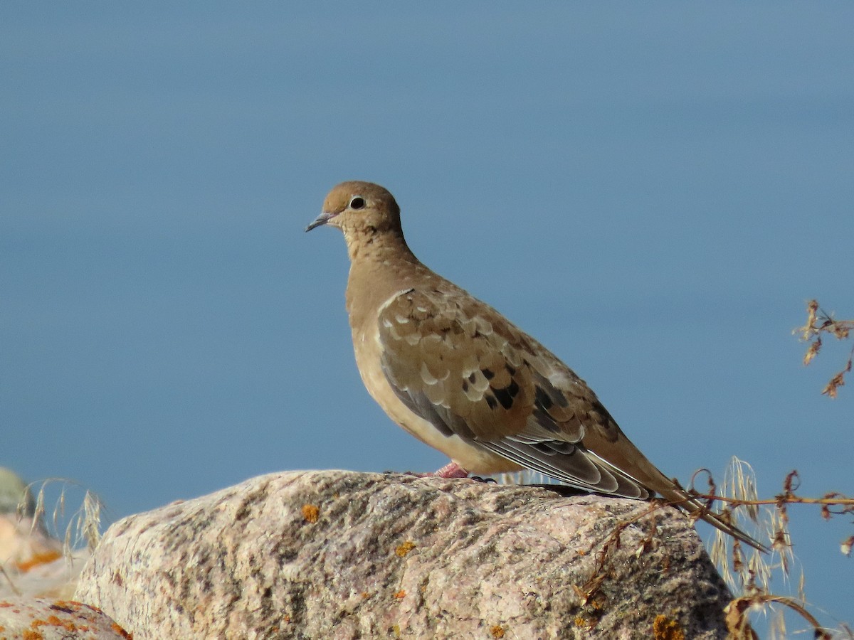 Mourning Dove - ML641768473