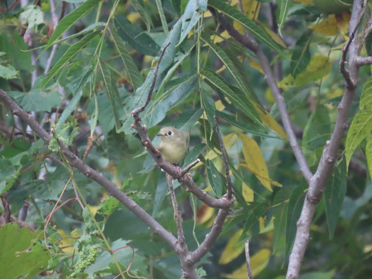 Ruby-crowned Kinglet - ML641768512