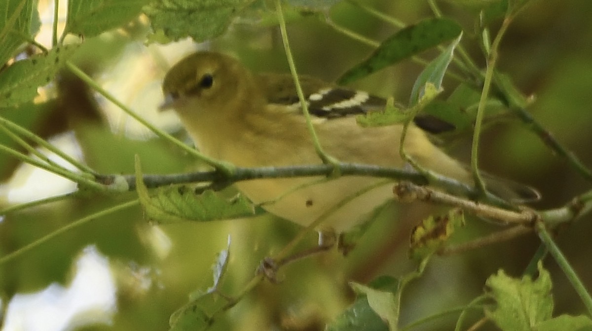 Bay-breasted Warbler - ML641768538