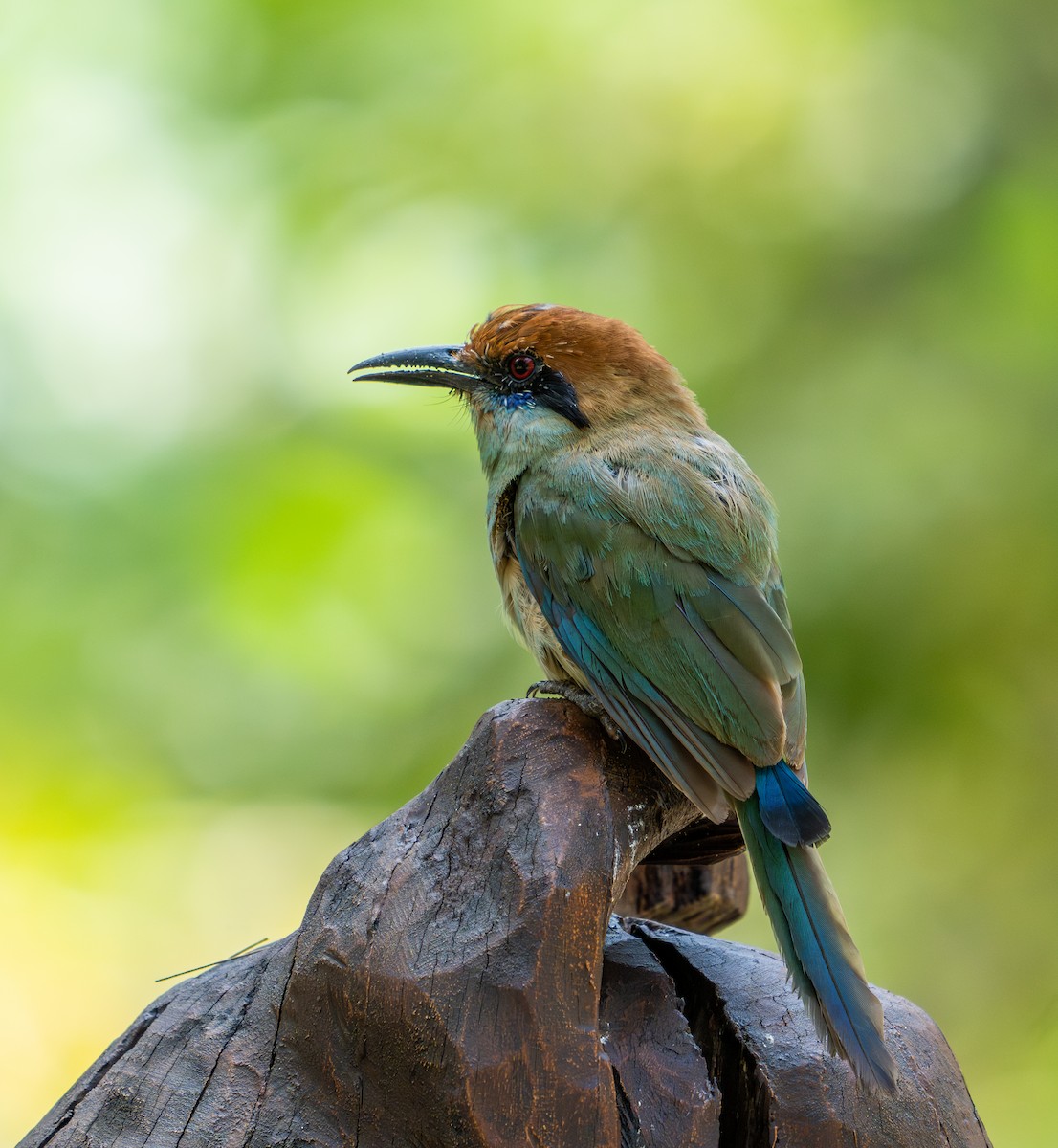 Russet-crowned Motmot - ML641768547