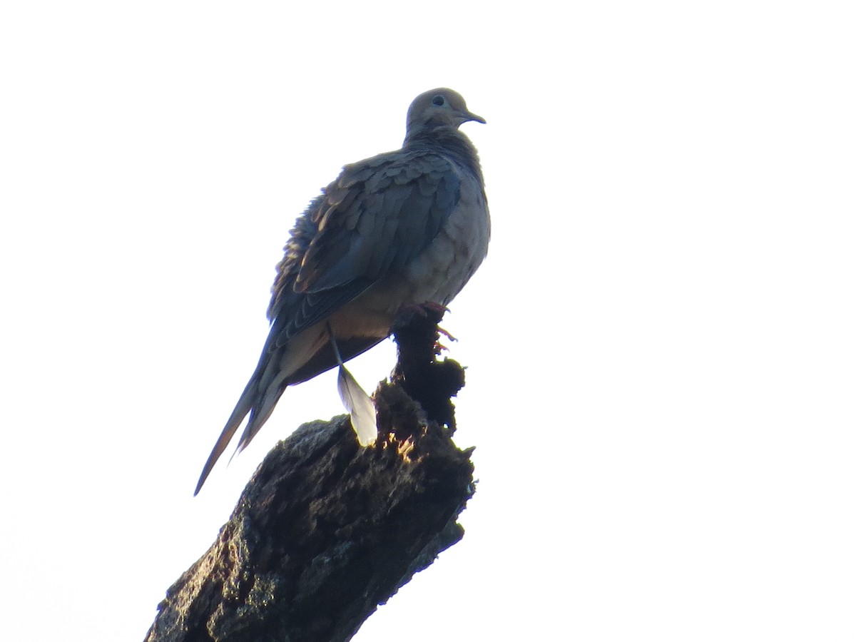 Mourning Dove - ML641768574