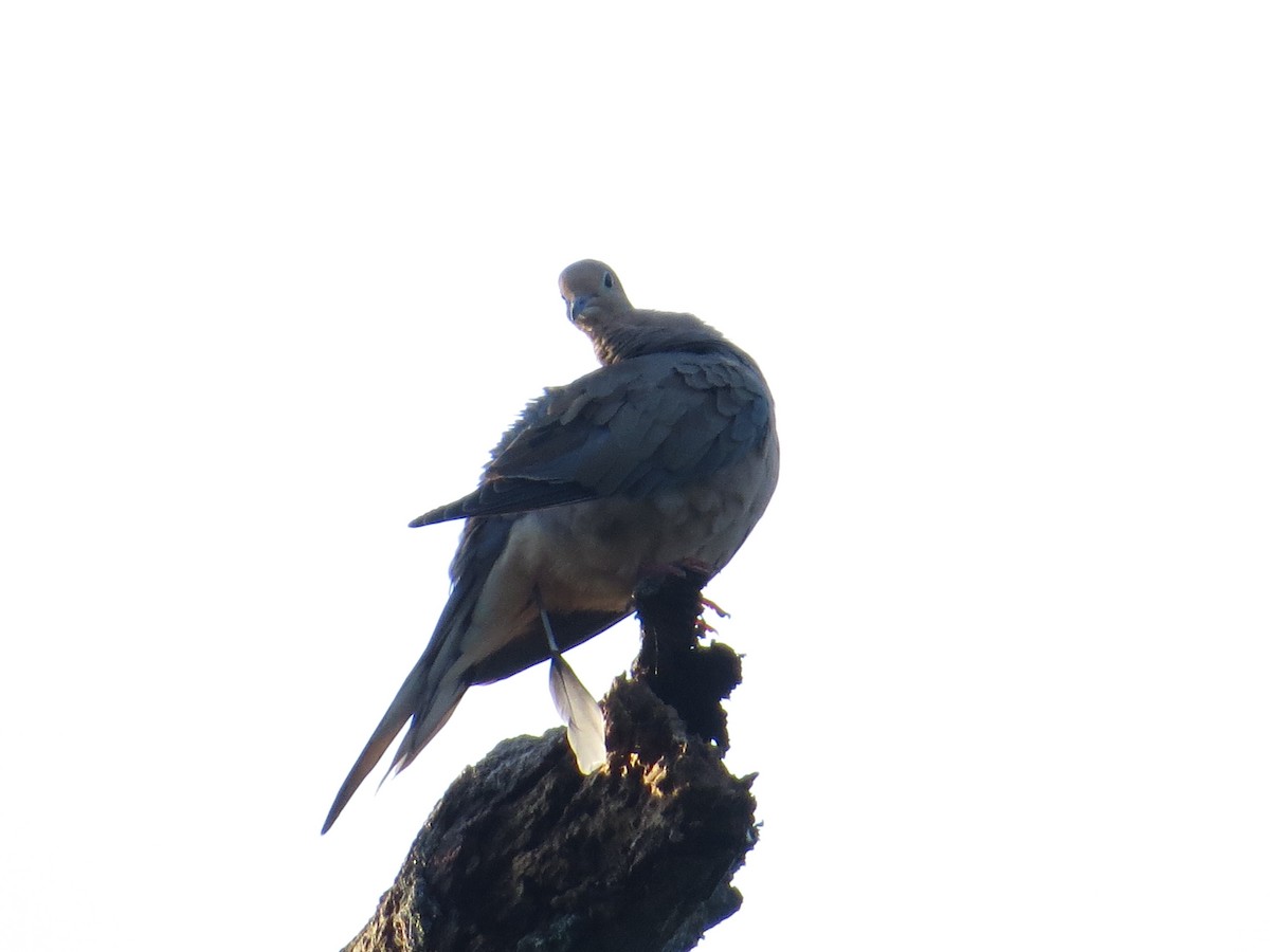 Mourning Dove - ML641768575