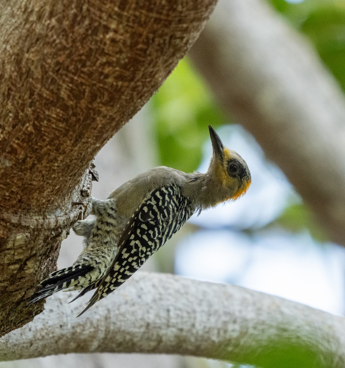Golden-cheeked Woodpecker - ML641768591