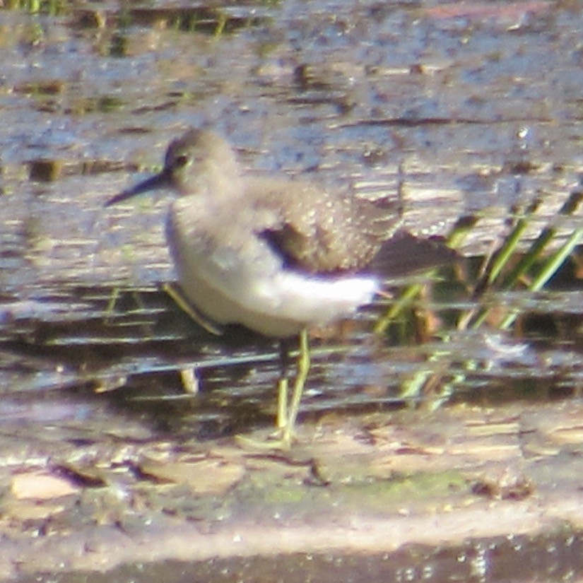Solitary Sandpiper - ML641768601