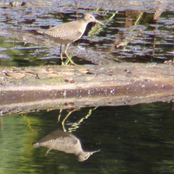 Solitary Sandpiper - ML641768602