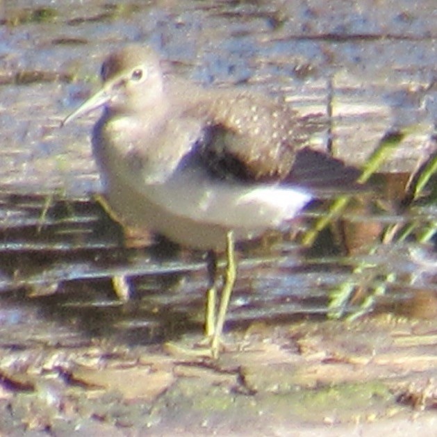Solitary Sandpiper - ML641768603