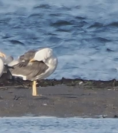 Lesser Black-backed Gull - ML641768604