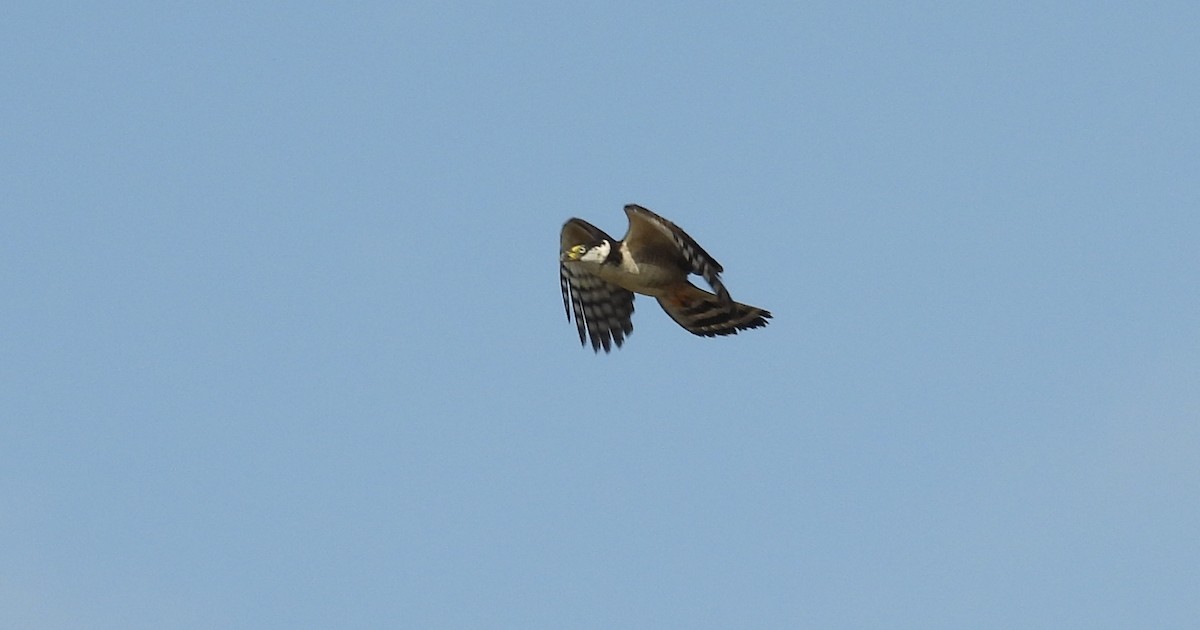 Hook-billed Kite - ML641768622