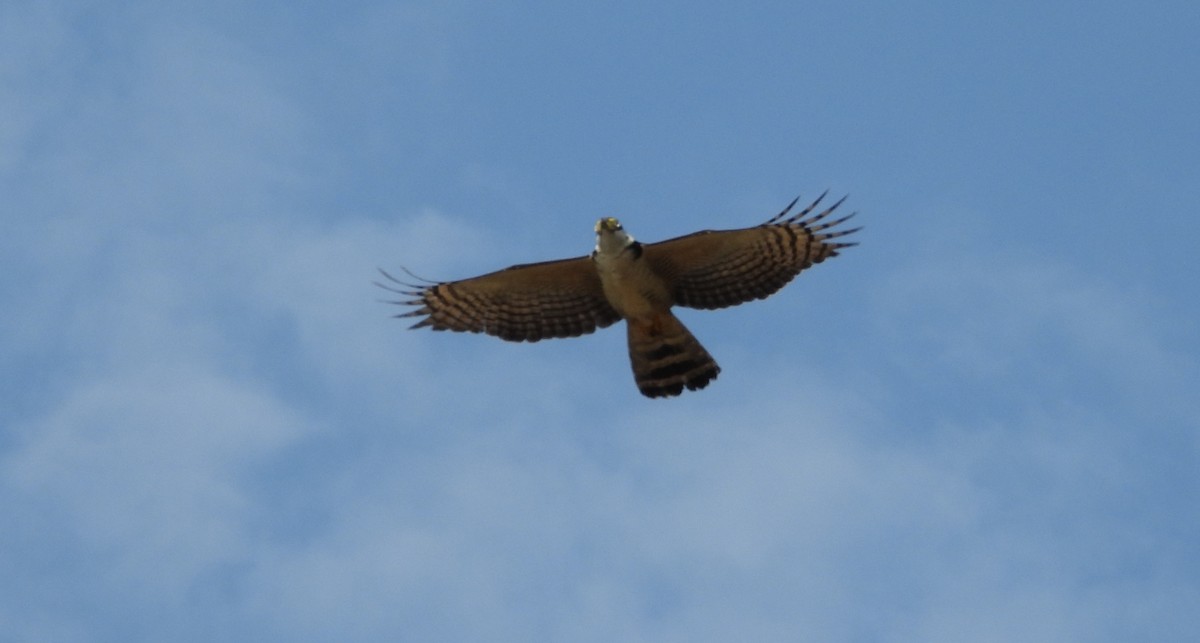 Hook-billed Kite - ML641768623