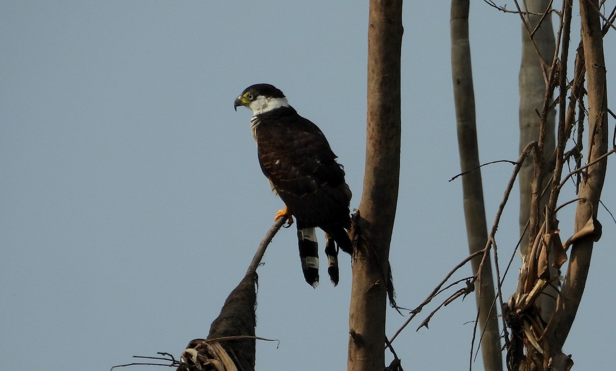 Hook-billed Kite - ML641768624