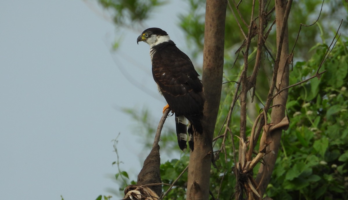 Hook-billed Kite - ML641768625