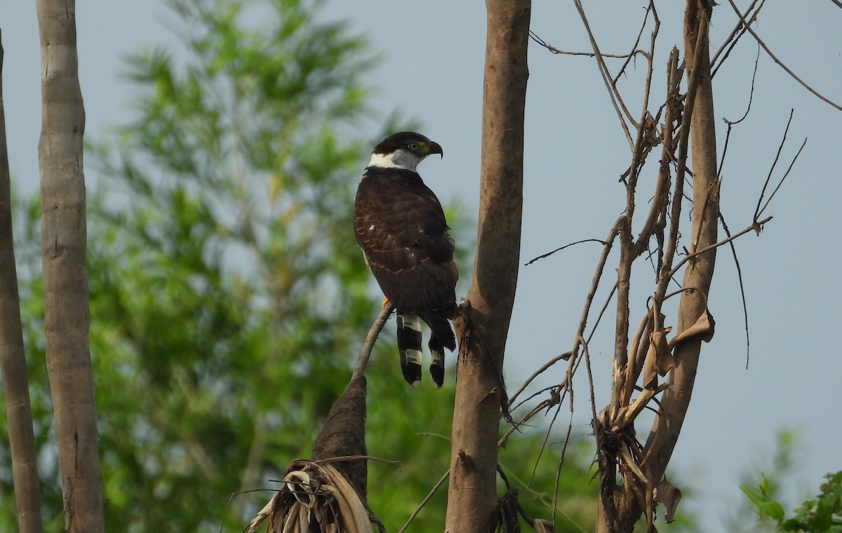Hook-billed Kite - ML641768626