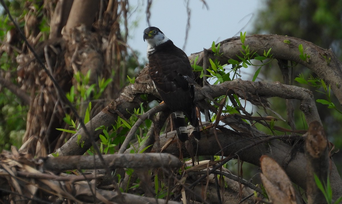 Hook-billed Kite - ML641768627