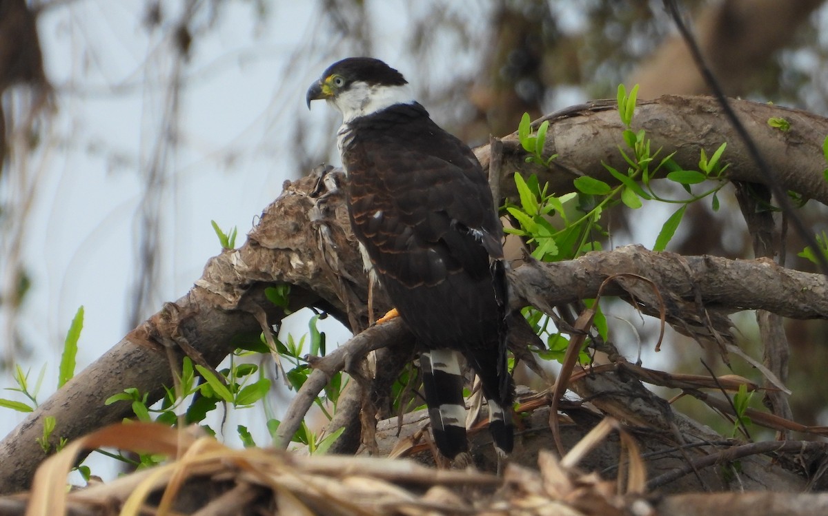 Hook-billed Kite - ML641768628